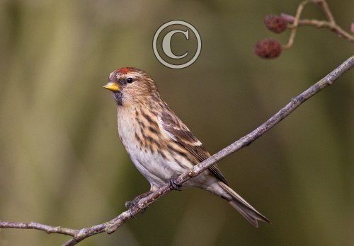 Female Redpoll